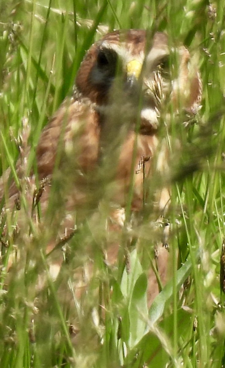 Northern Harrier - ML620269474