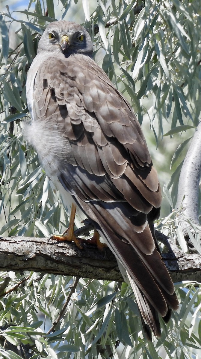 Northern Harrier - ML620269475