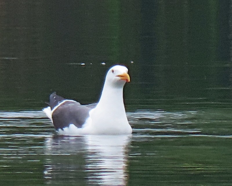 Gaviota Occidental - ML620269476