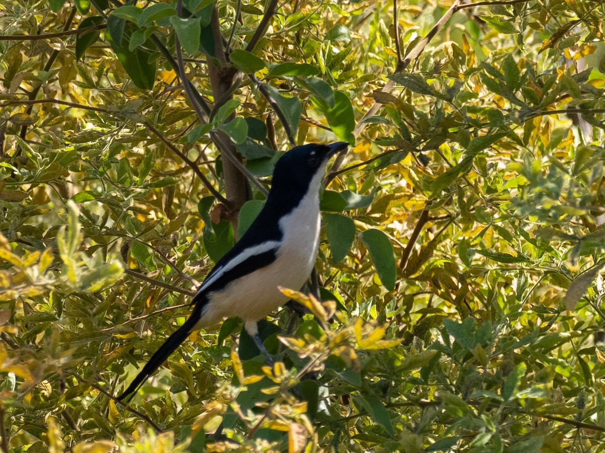 Tropical Boubou - ML620269477