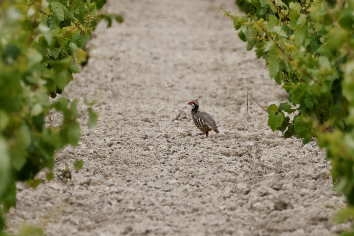 Red-legged Partridge - ML620269479