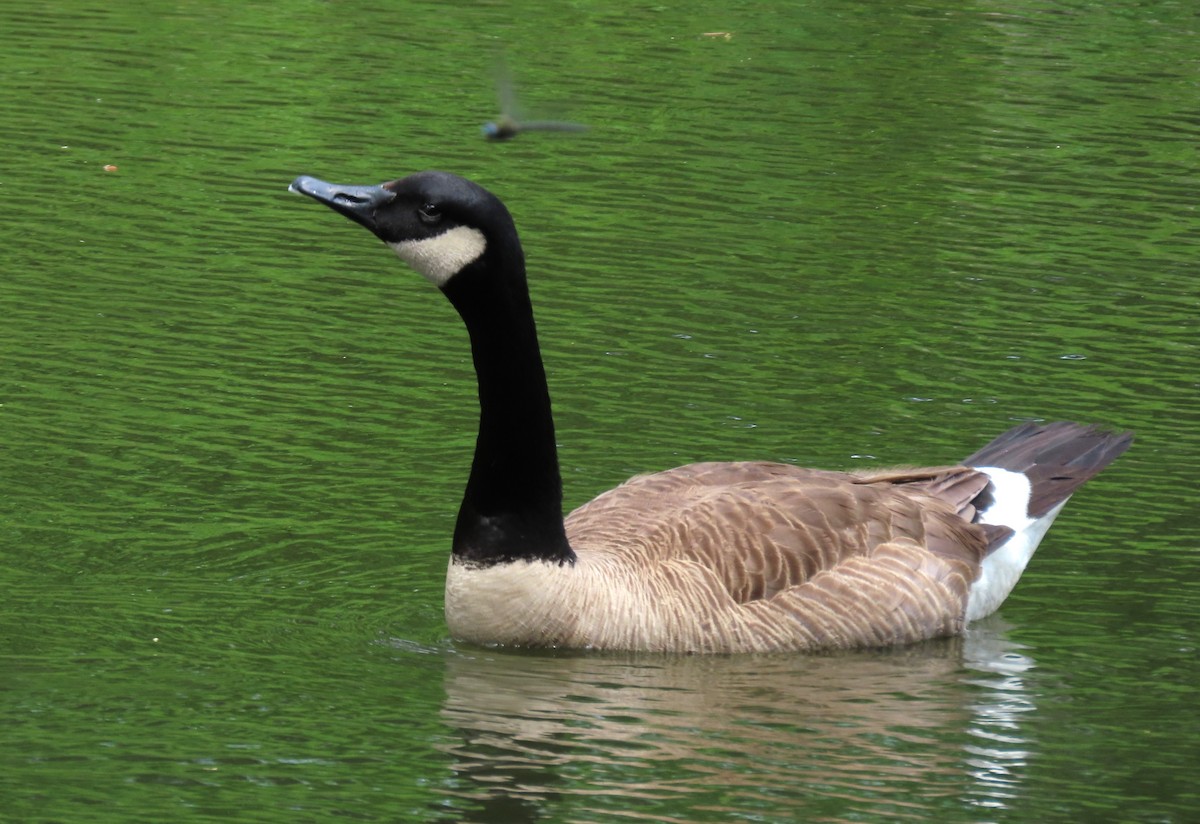 Canada Goose - ML620269480