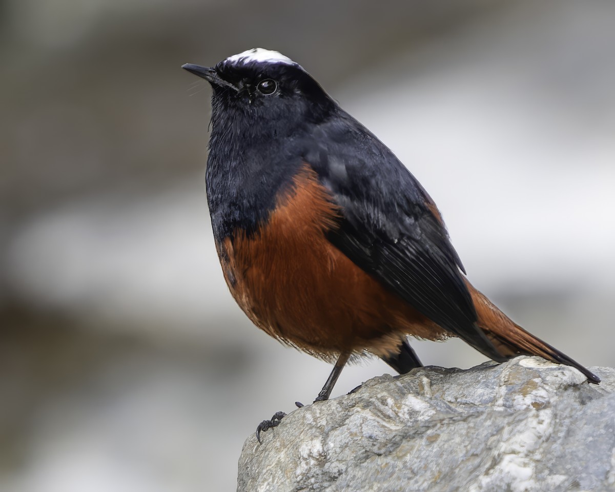 White-capped Redstart - ML620269483