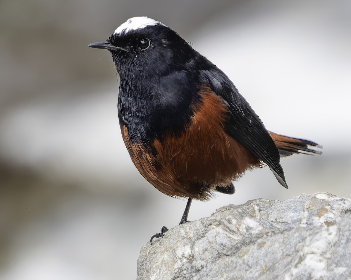 White-capped Redstart - ML620269484