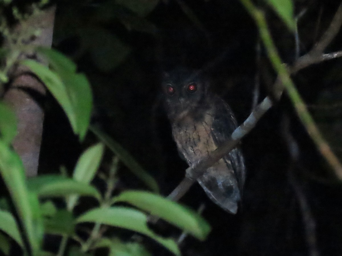 Tawny-bellied Screech-Owl - ML620269490
