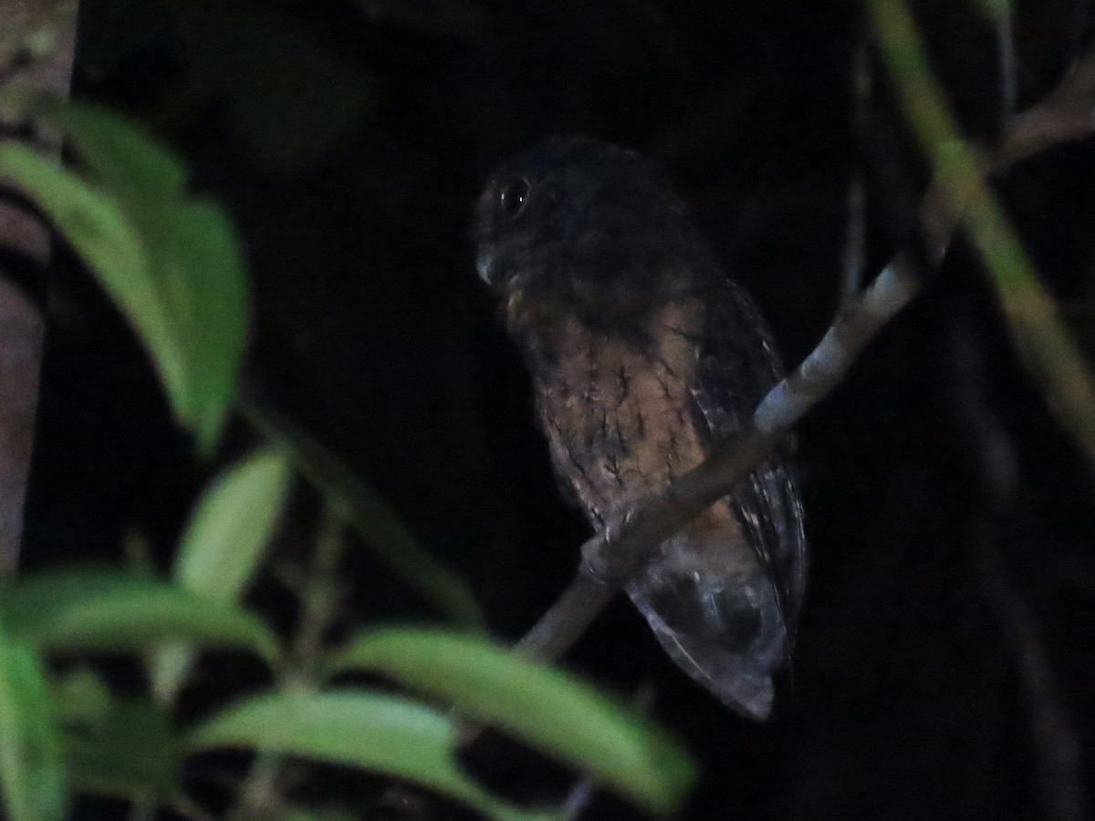 Tawny-bellied Screech-Owl - ML620269491