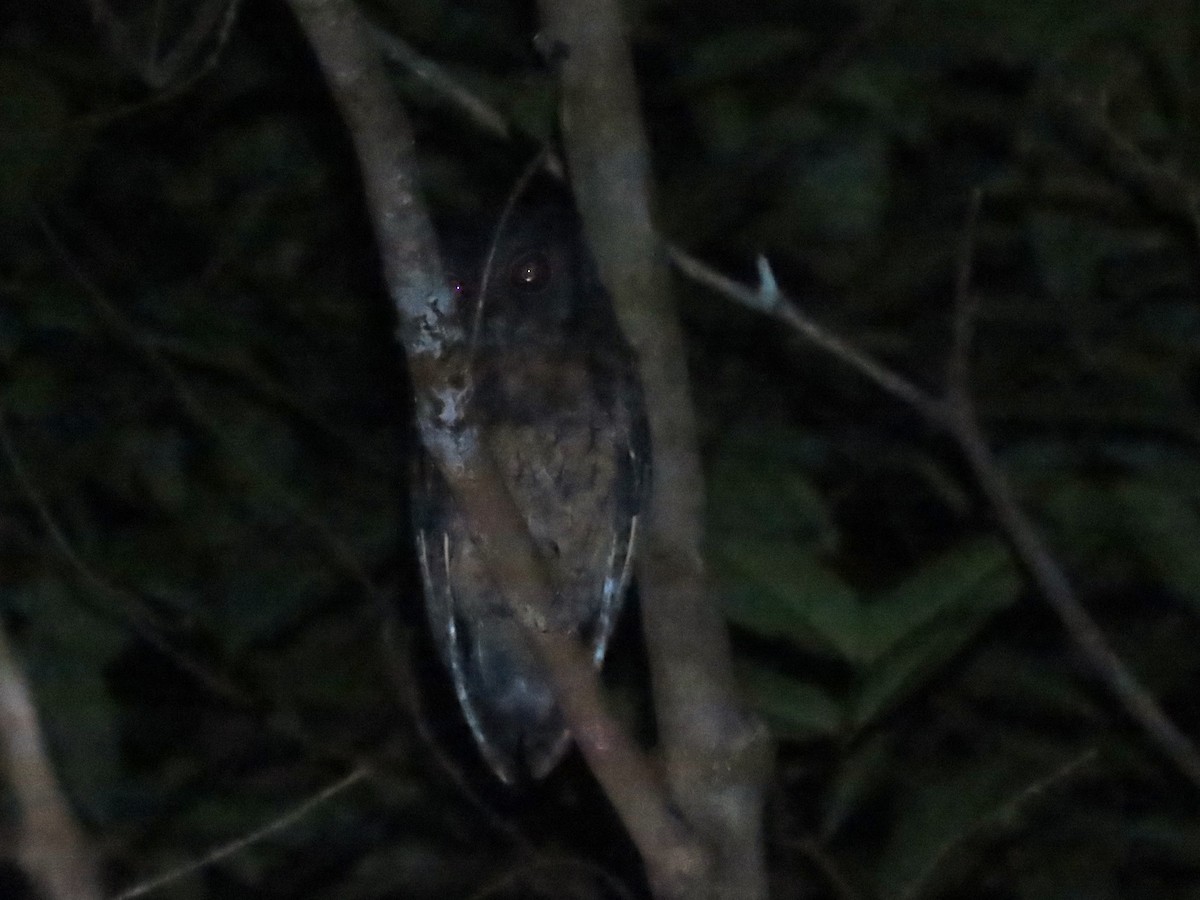 Tawny-bellied Screech-Owl - ML620269492