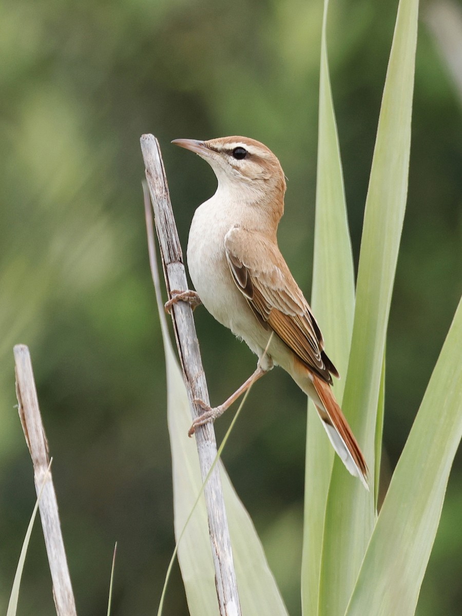 Rufous-tailed Scrub-Robin - ML620269495