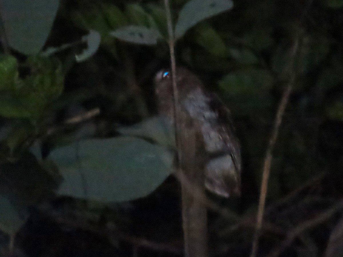 Foothill Screech-Owl (Roraima) - ML620269499