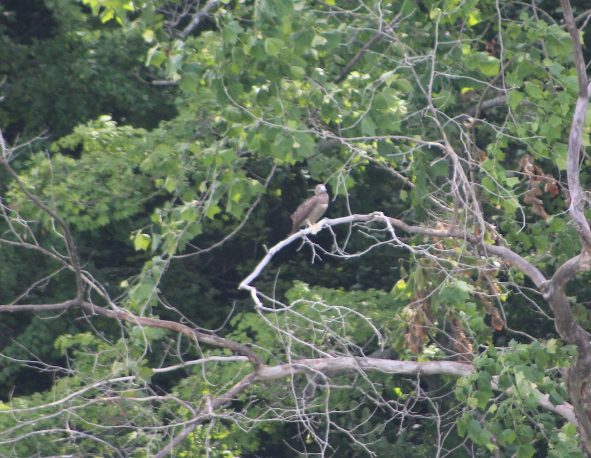 Brown Booby - ML620269503