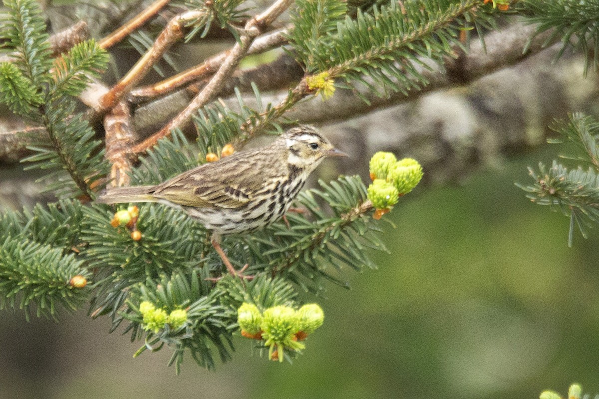 Olive-backed Pipit - ML620269511