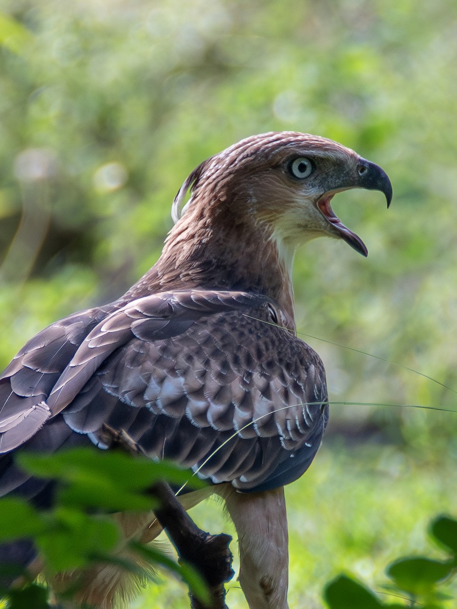 Changeable Hawk-Eagle (Crested) - ML620269513