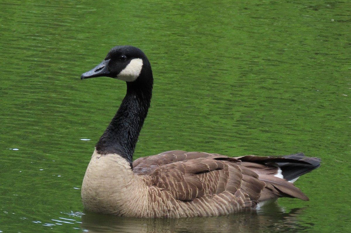 Canada Goose - ML620269514