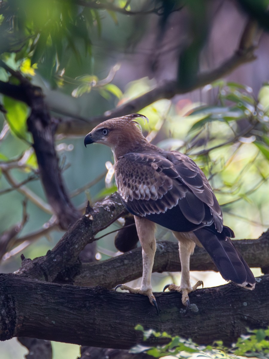 Changeable Hawk-Eagle (Crested) - ML620269516