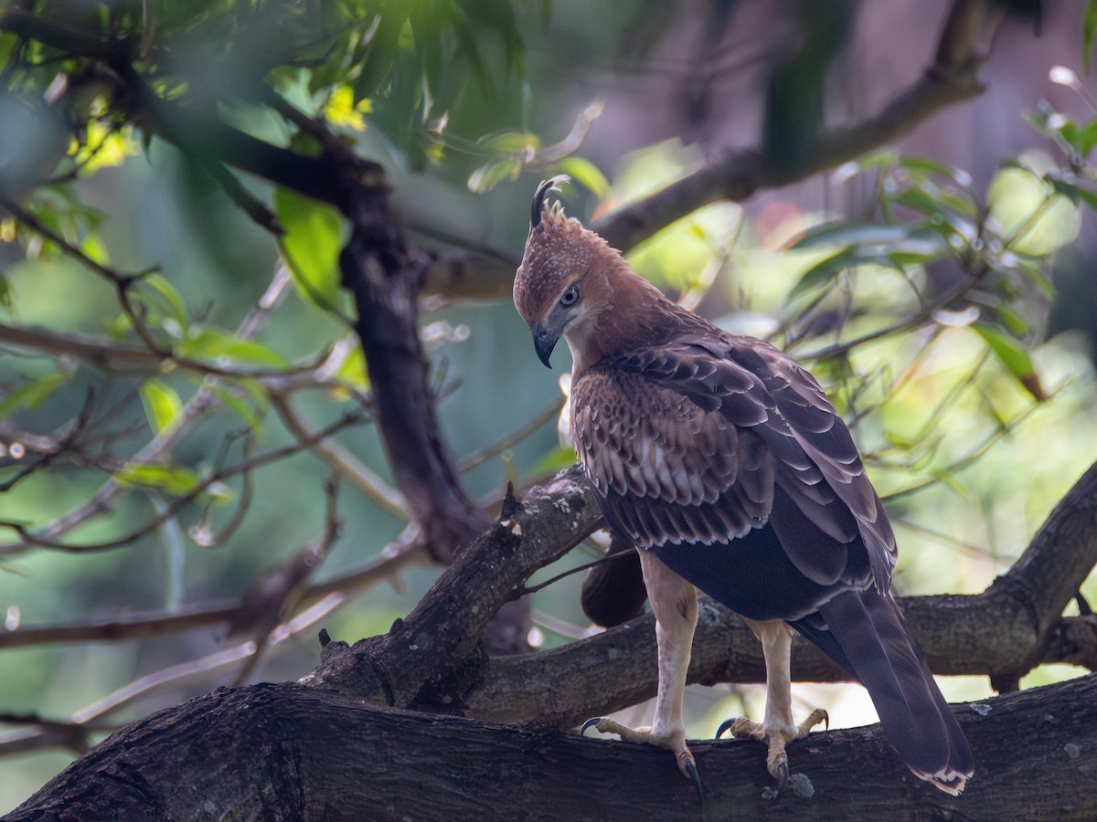 Changeable Hawk-Eagle (Crested) - ML620269518