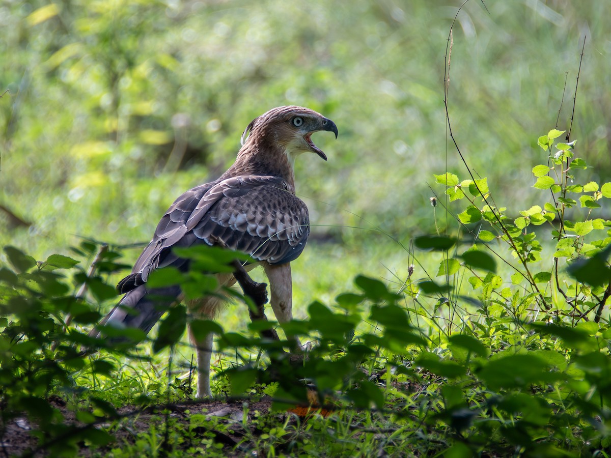 Changeable Hawk-Eagle (Crested) - ML620269520