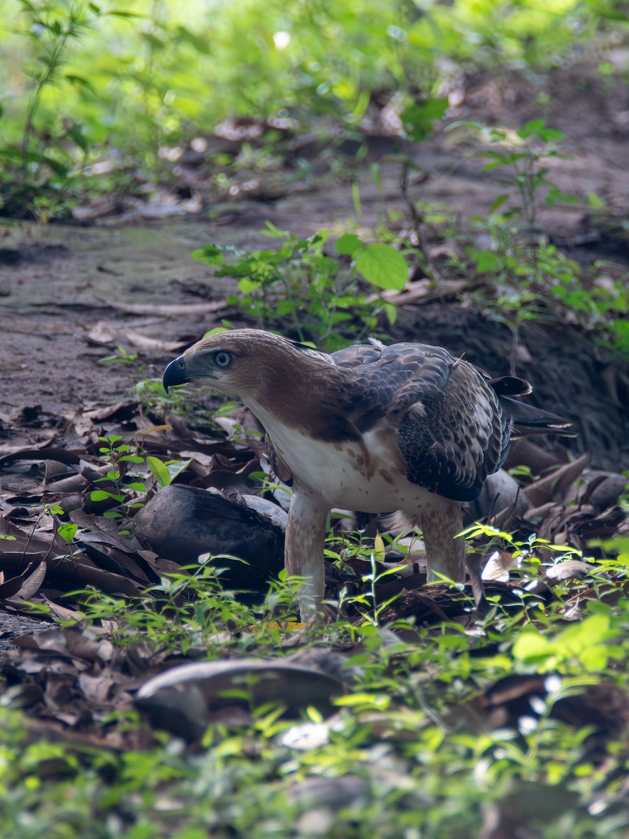 Орел-чубань індійський (підвид cirrhatus/ceylanensis) - ML620269521