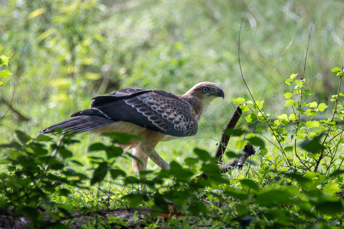 Aigle huppé (cirrhatus/ceylanensis) - ML620269522