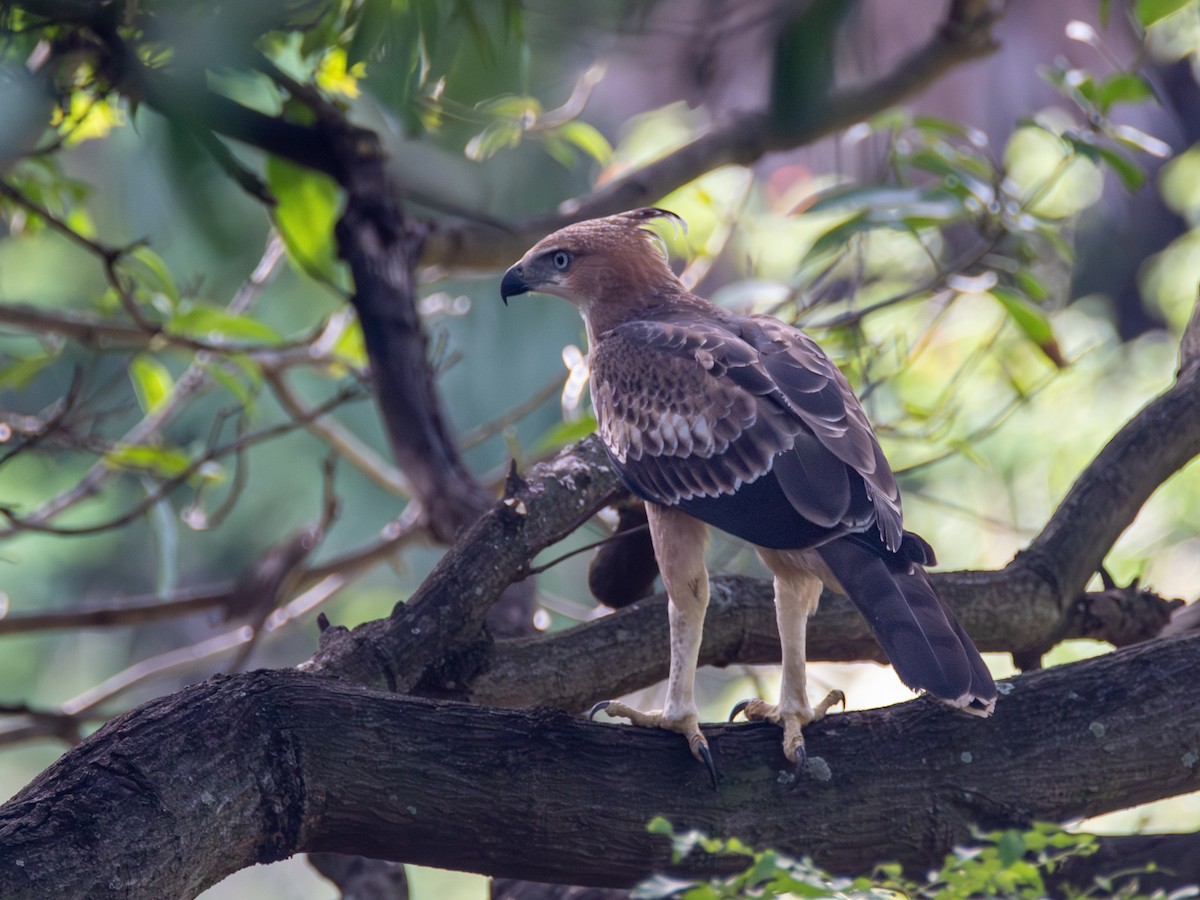 Changeable Hawk-Eagle (Crested) - ML620269523