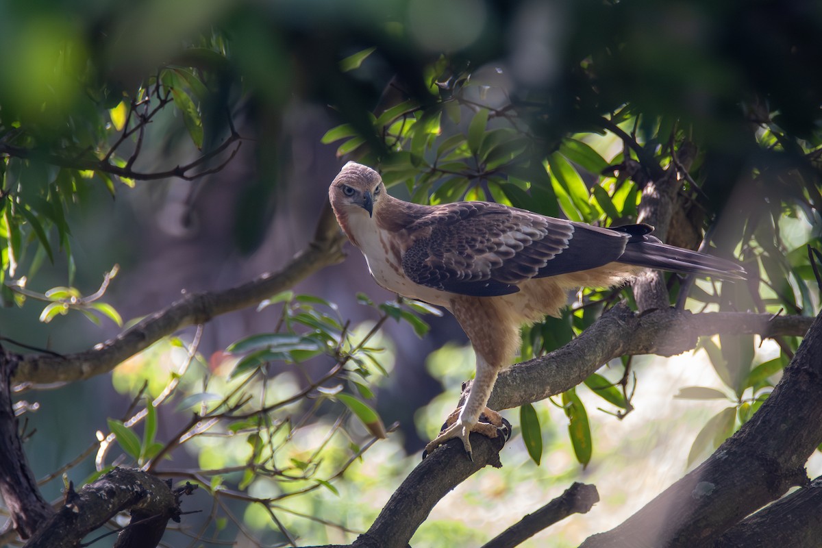 Águila Variable (crestada) - ML620269525