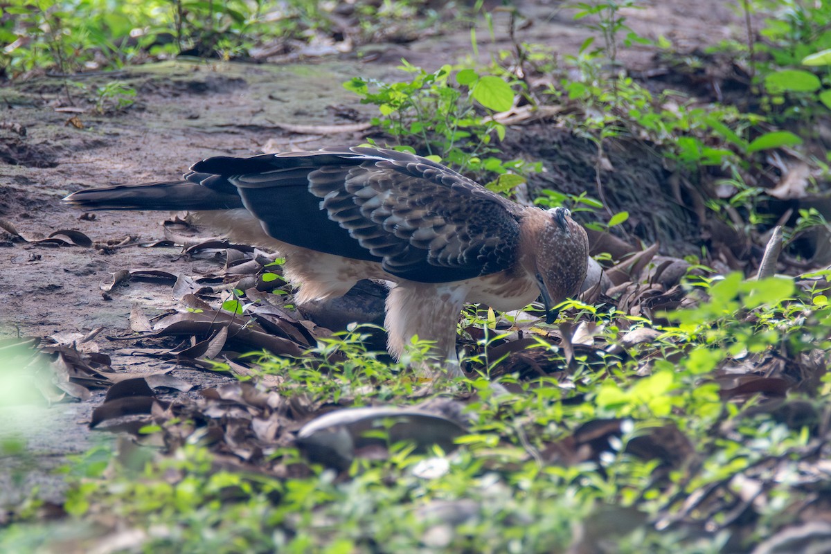 orel proměnlivý (ssp. cirrhatus/ceylanensis) - ML620269530