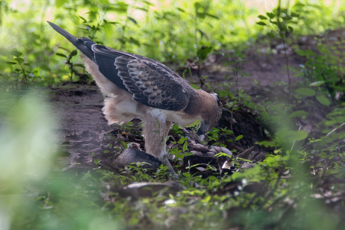 orel proměnlivý (ssp. cirrhatus/ceylanensis) - ML620269531