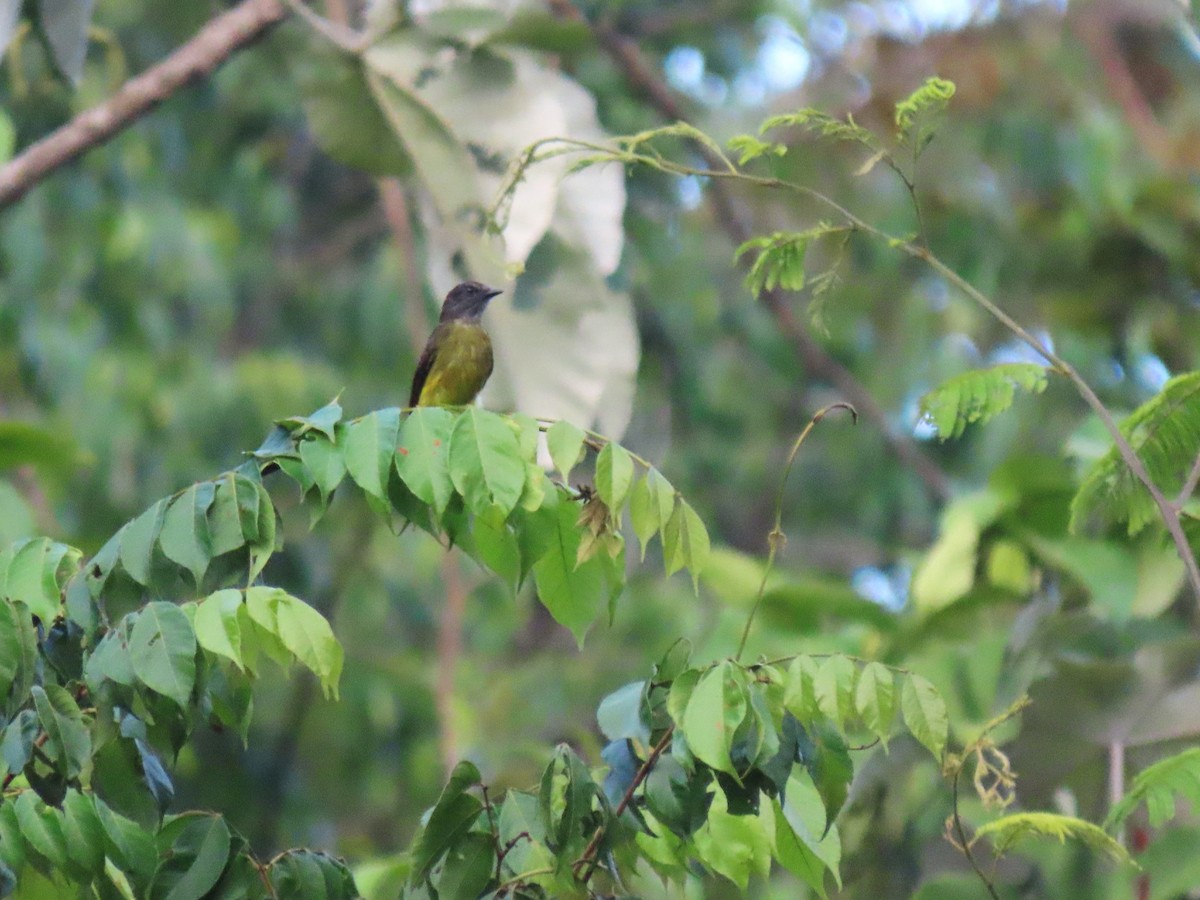 Dusky-chested Flycatcher - ML620269535