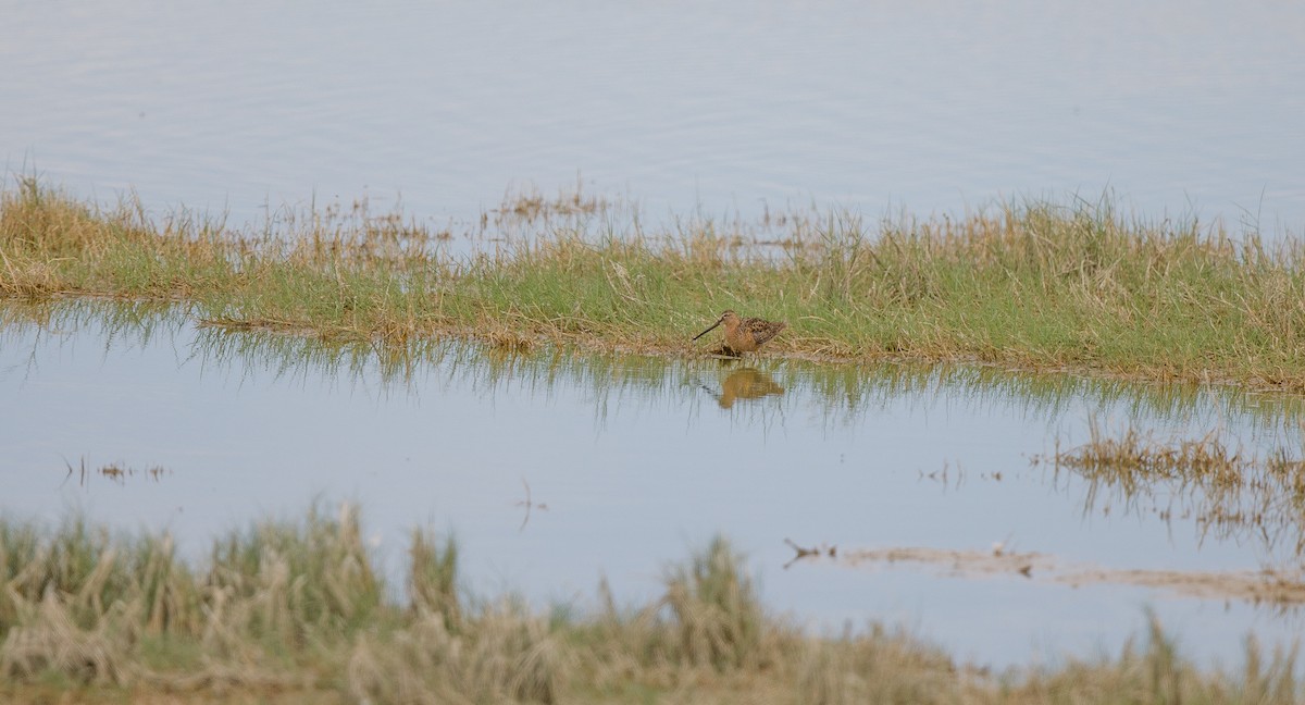 Long-billed Dowitcher - ML620269536