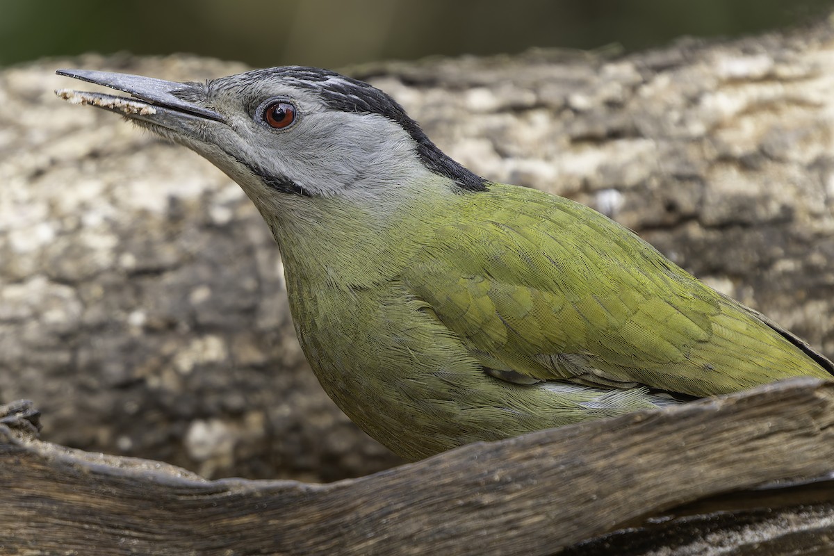 Gray-headed Woodpecker - ML620269538