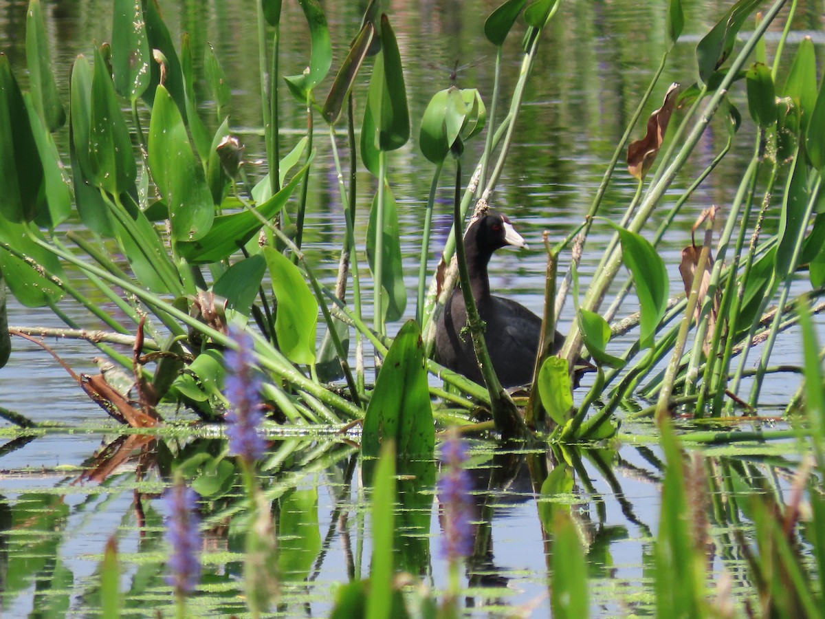 American Coot (Red-shielded) - ML620269539