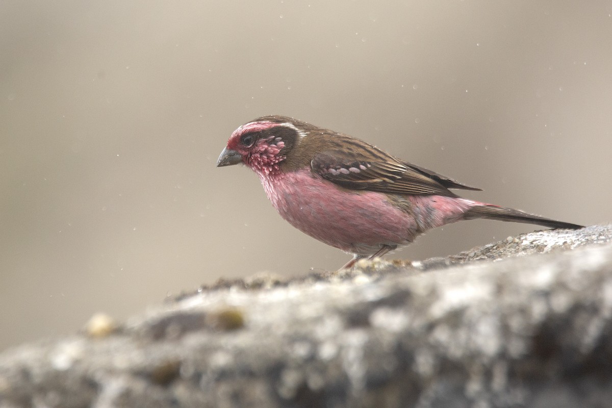 Himalayan White-browed Rosefinch - Harmeet Basur