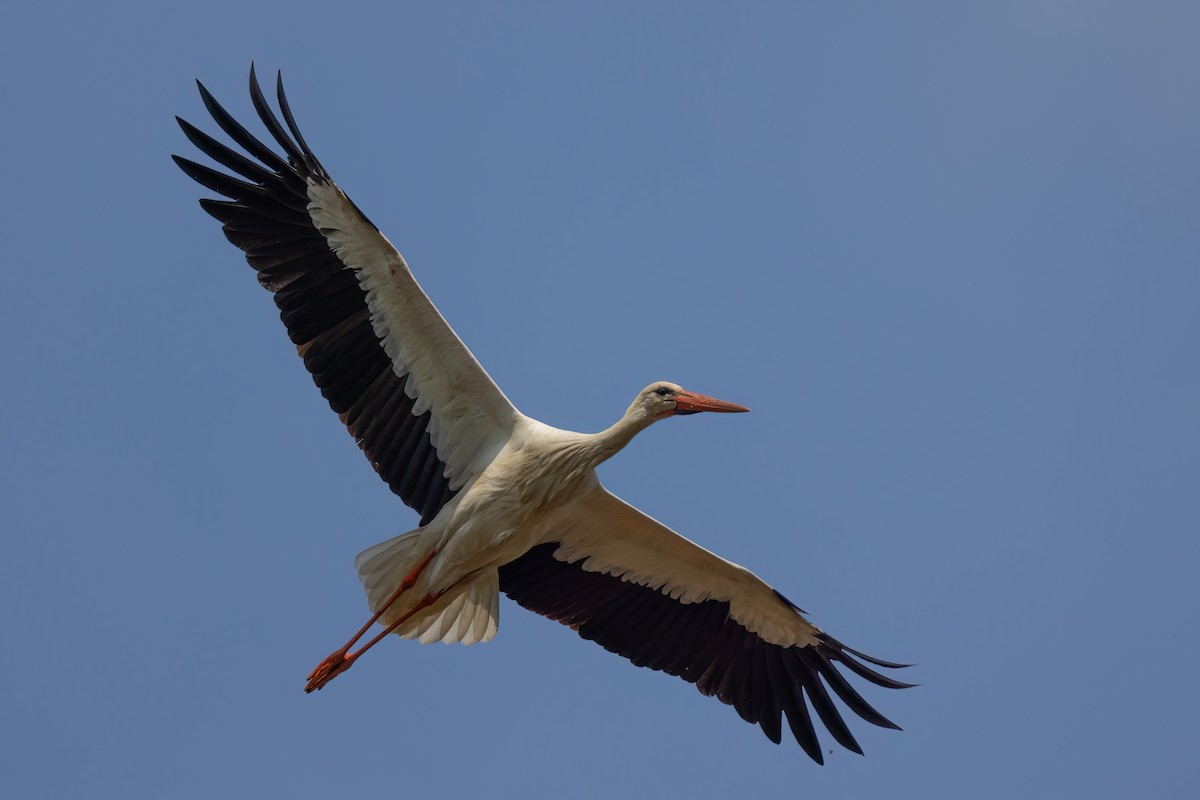 White Stork - ML620269542