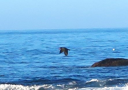 Black Oystercatcher - ML620269547