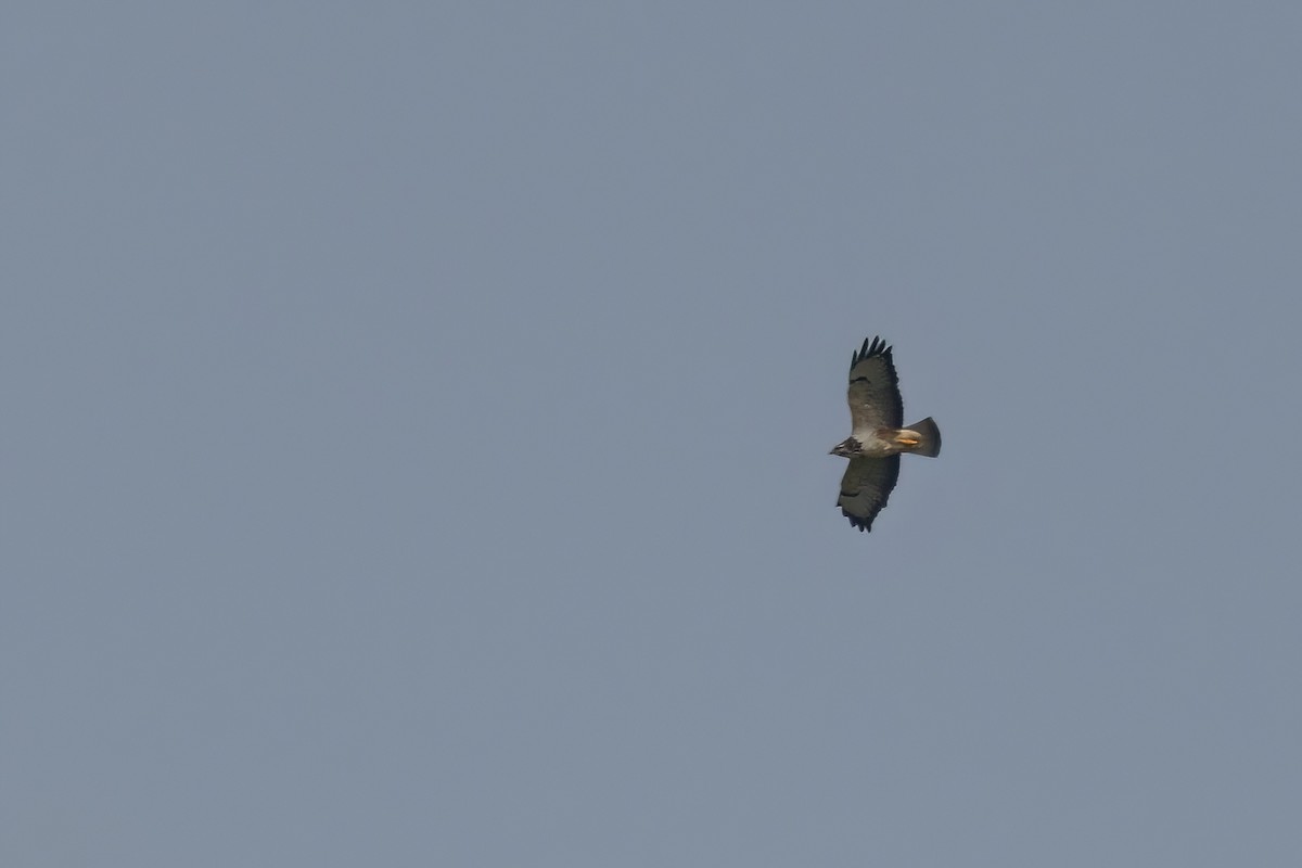 Common Buzzard - ML620269548