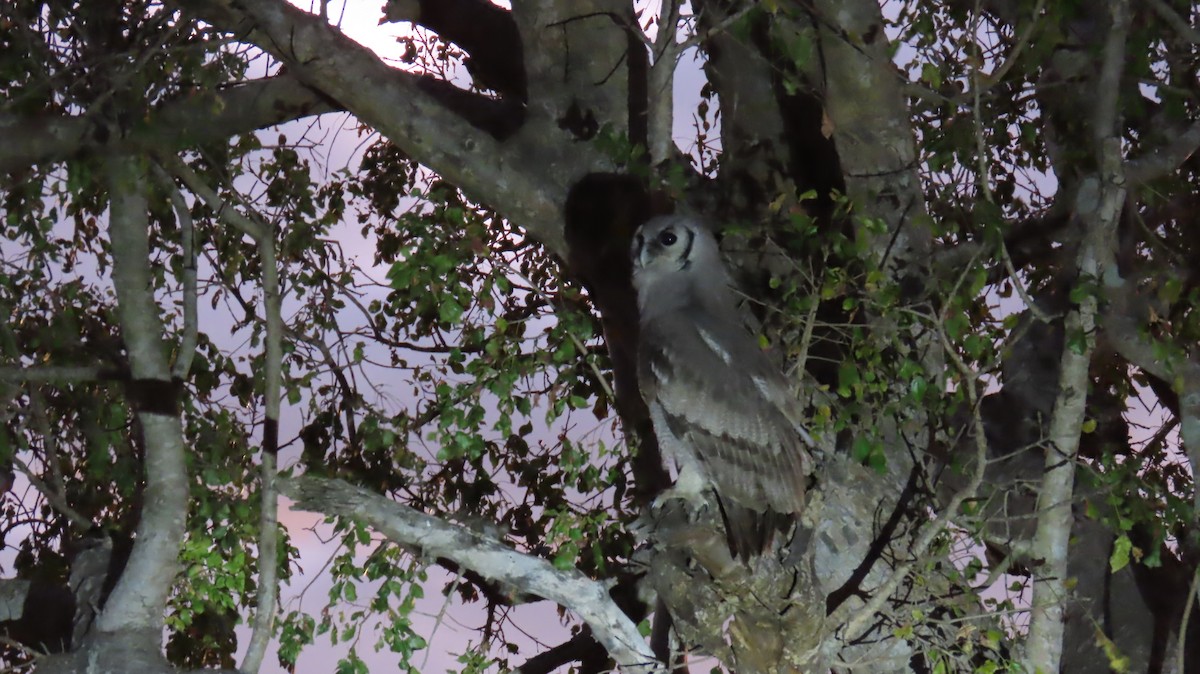 Verreaux's Eagle-Owl - ML620269550