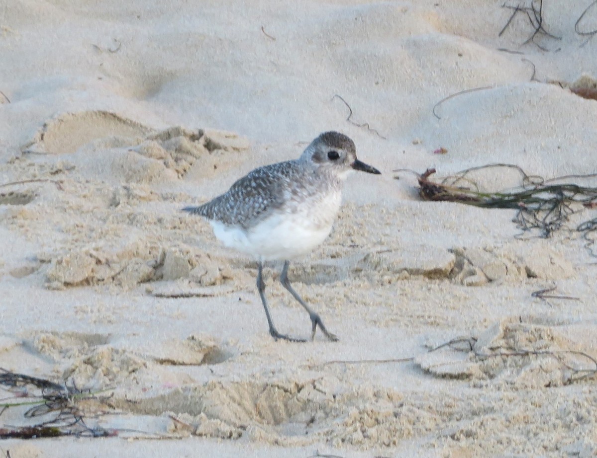 Black-bellied Plover - ML620269551