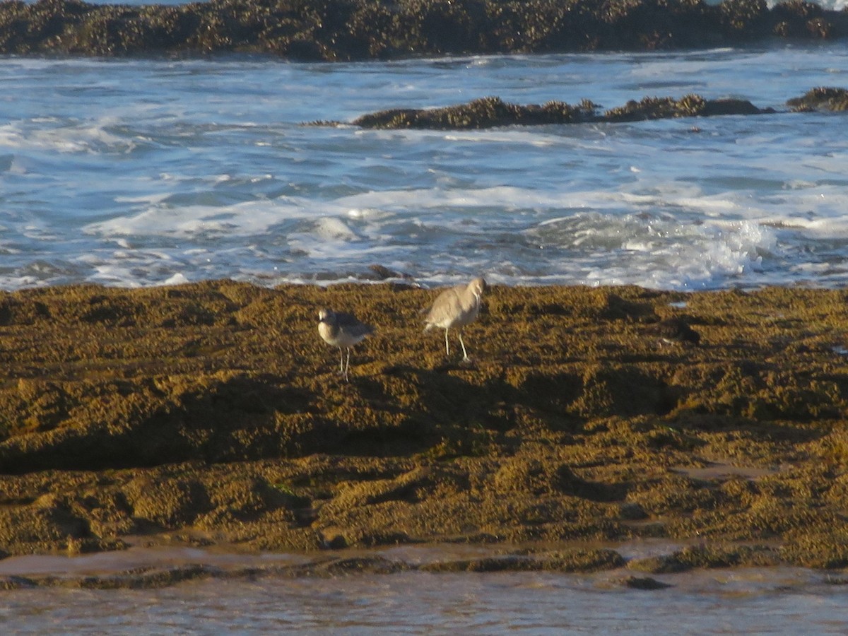 Black-bellied Plover - ML620269552