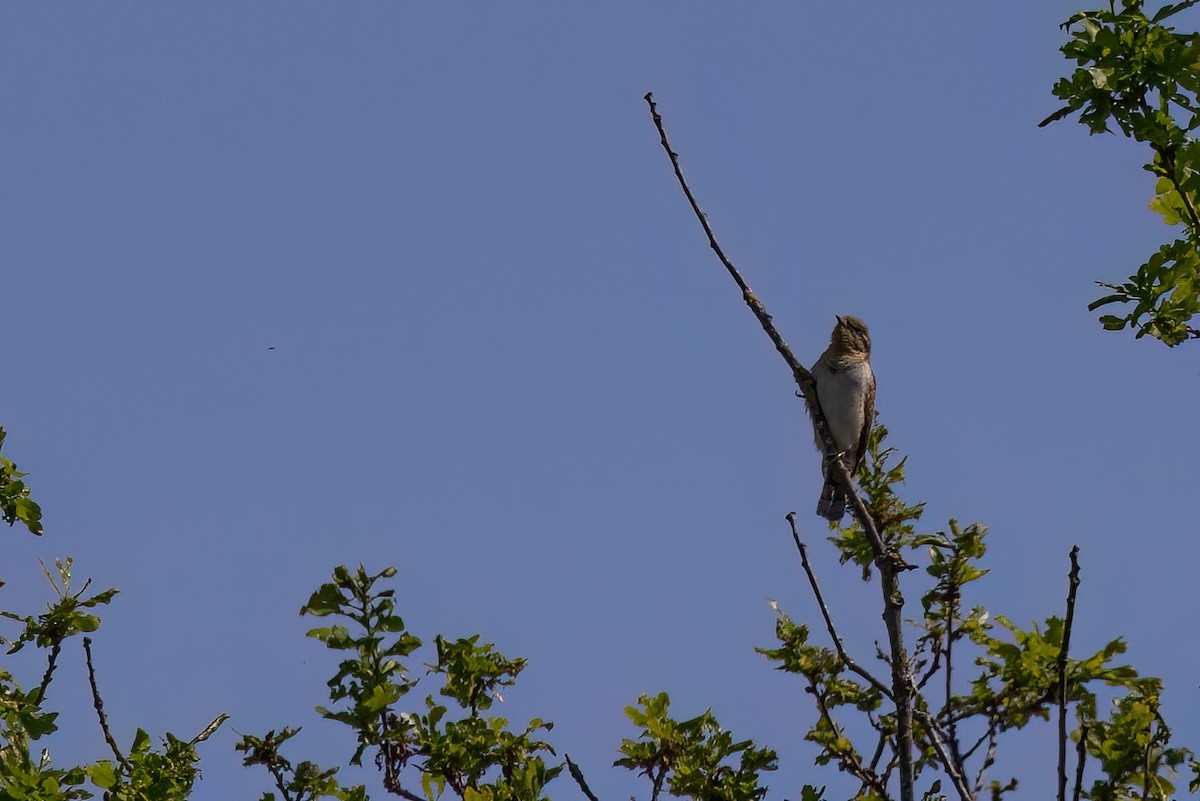 Eurasian Wryneck - ML620269556