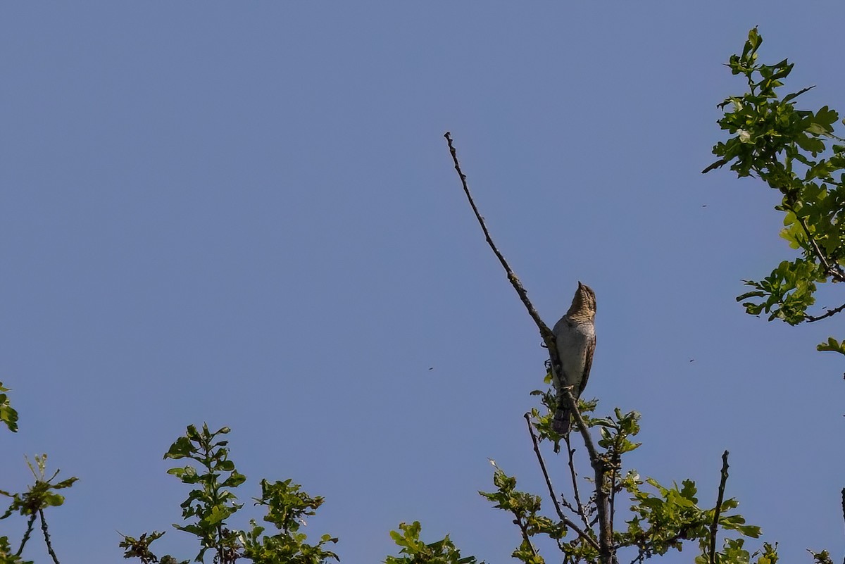 Eurasian Wryneck - ML620269557