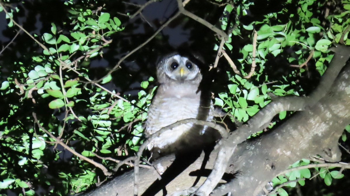 African Wood-Owl - ML620269563