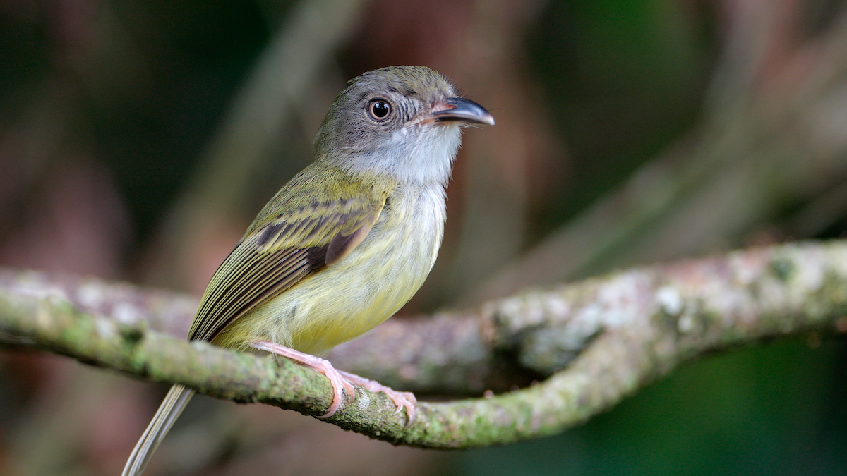 Northern Bentbill - ML620269574