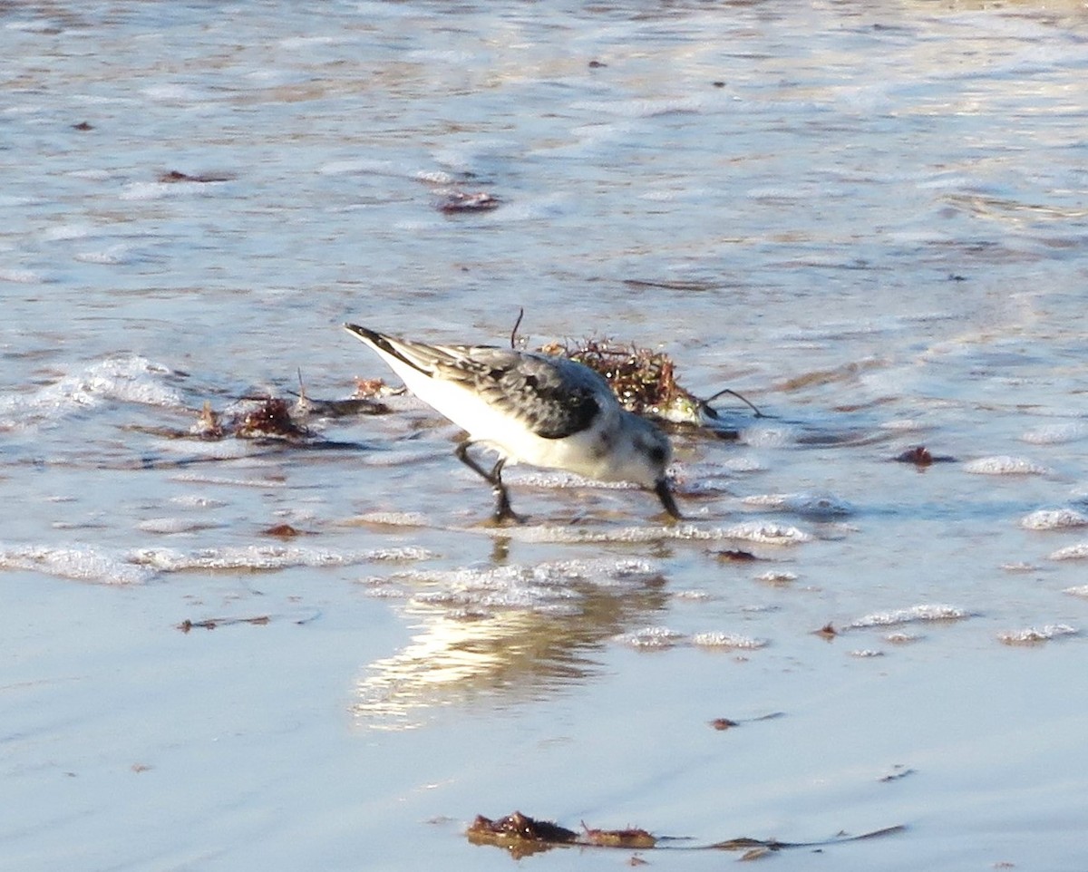 Bécasseau sanderling - ML620269587