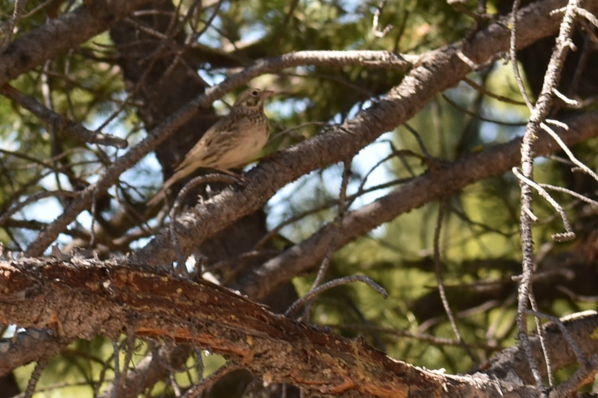 Vesper Sparrow - ML620269589