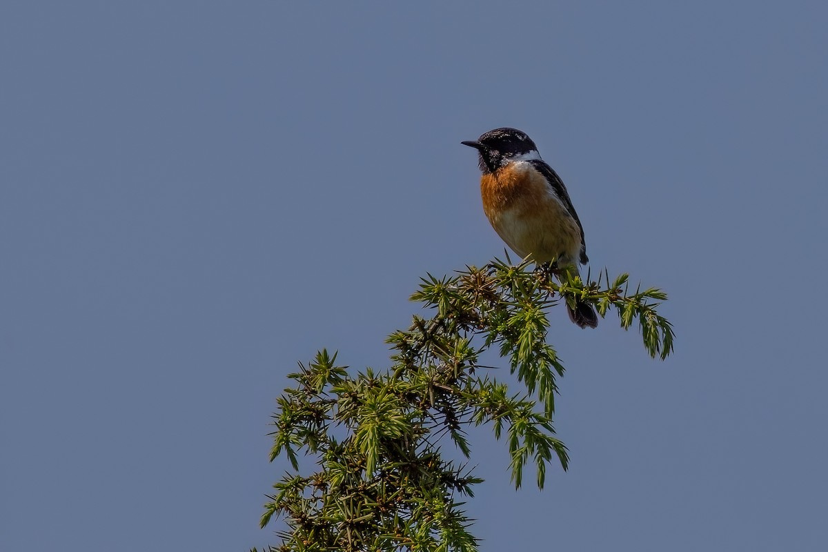 European Stonechat - ML620269590