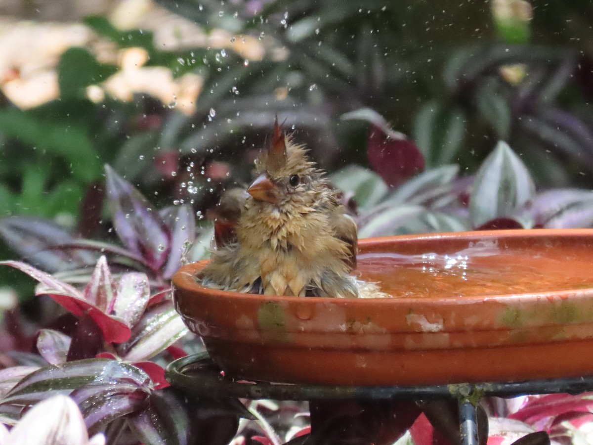 Northern Cardinal - ML620269596