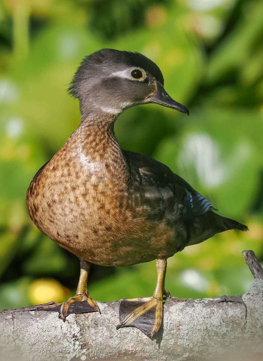 Wood Duck - ML620269611