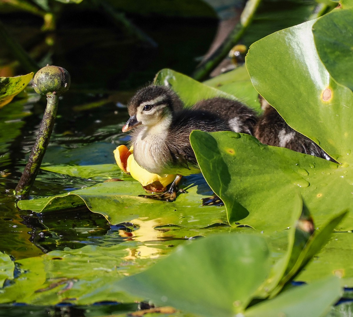 Wood Duck - ML620269612