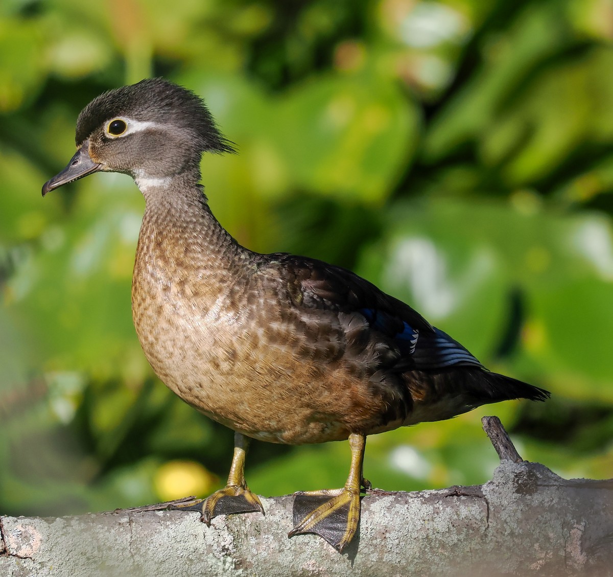 Wood Duck - ML620269613