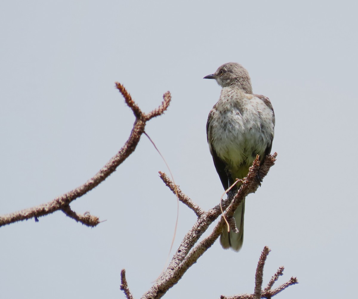 Northern Mockingbird - ML620269623