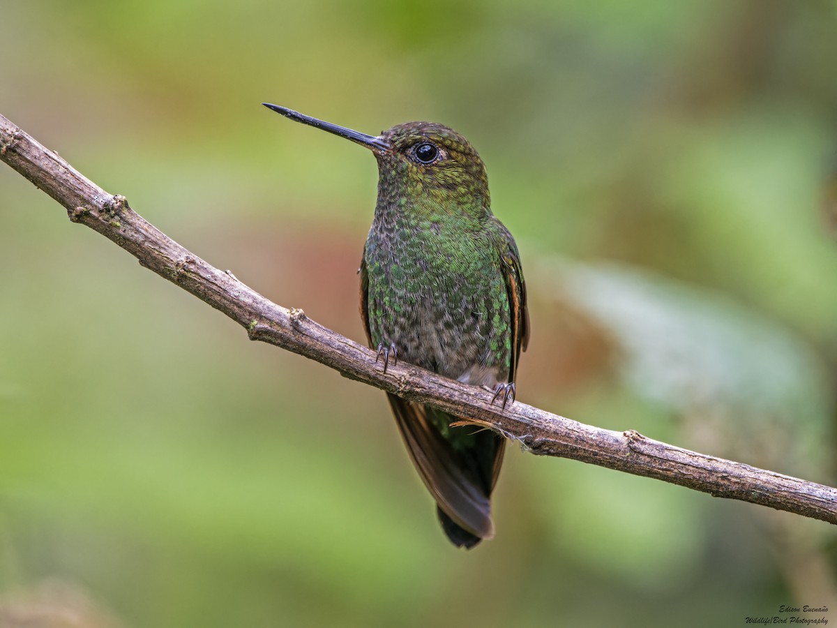 Greenish Puffleg - ML620269626